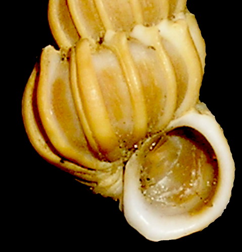 Epithonium aculeatum e cfr. clathratulum